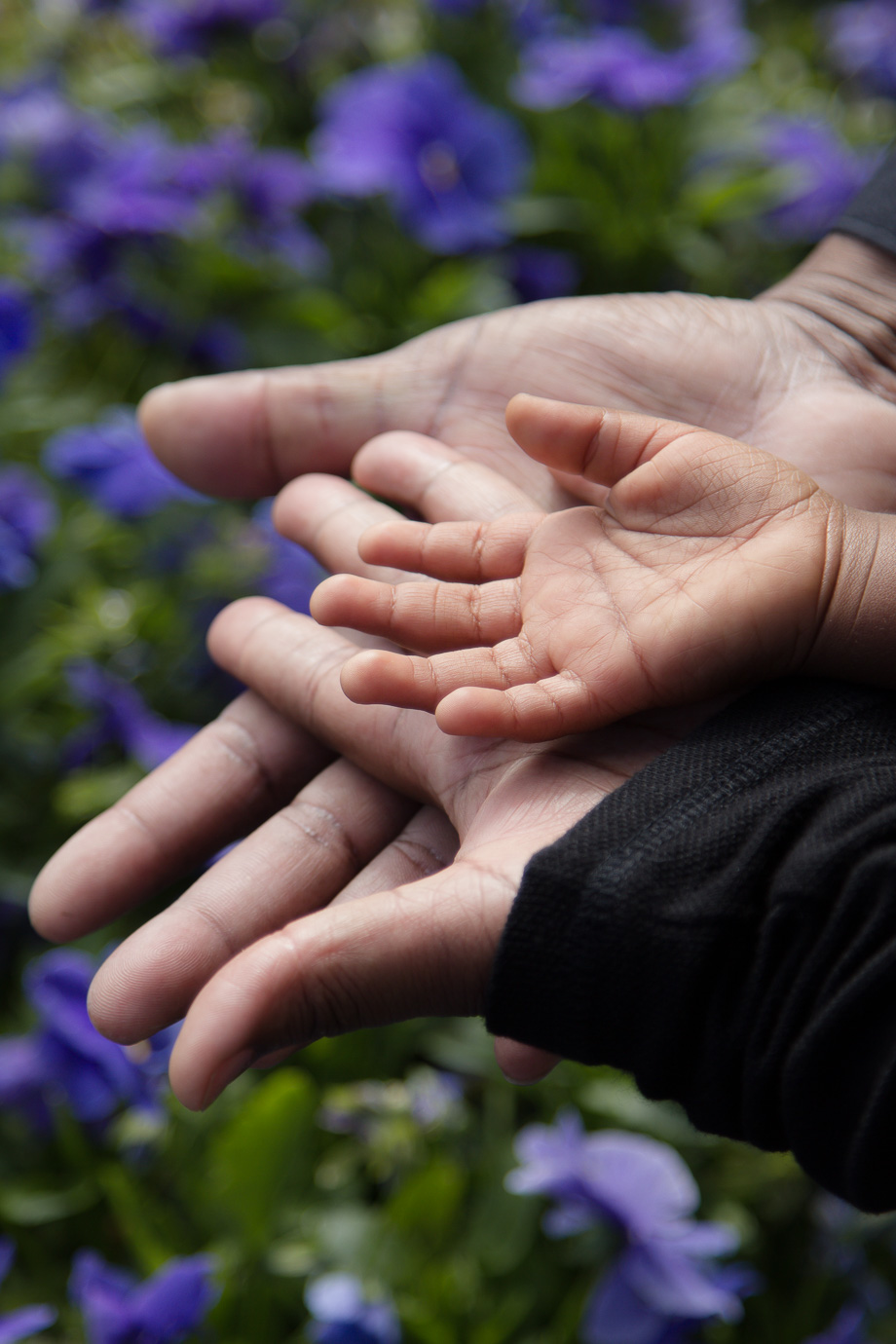 Palms of dad, mom, and child in front of some flowers