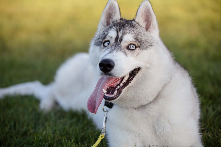 Husky making a funny face