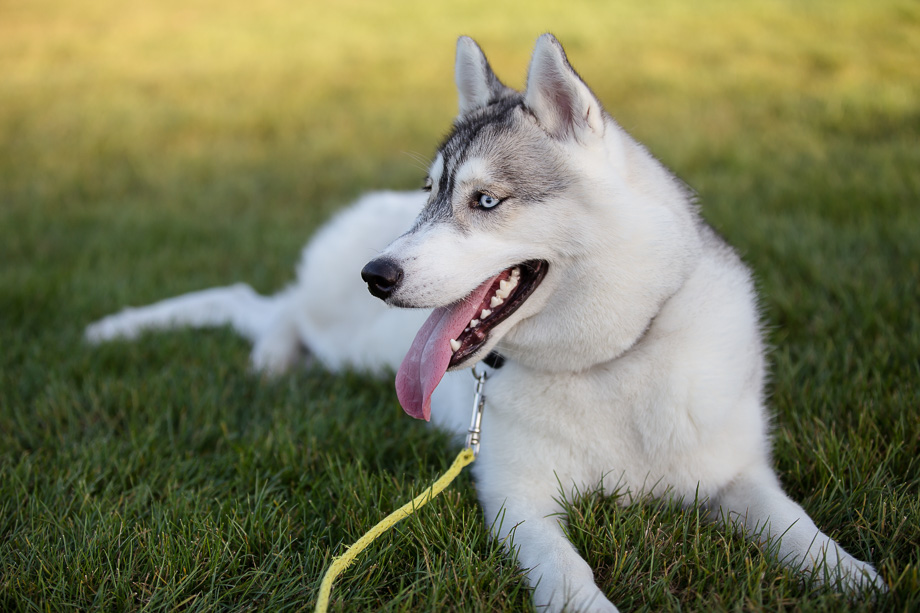 Beautiful husky resting at the Stanford Oval