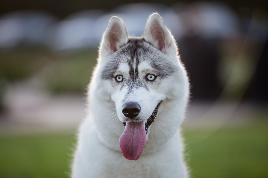 An eight month old siberian husky