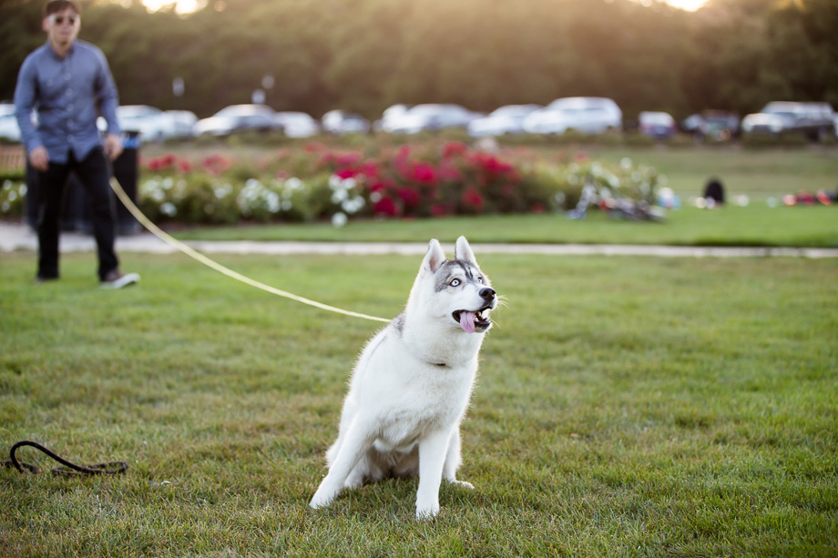 Husky is tring to fetch the frisbee!
