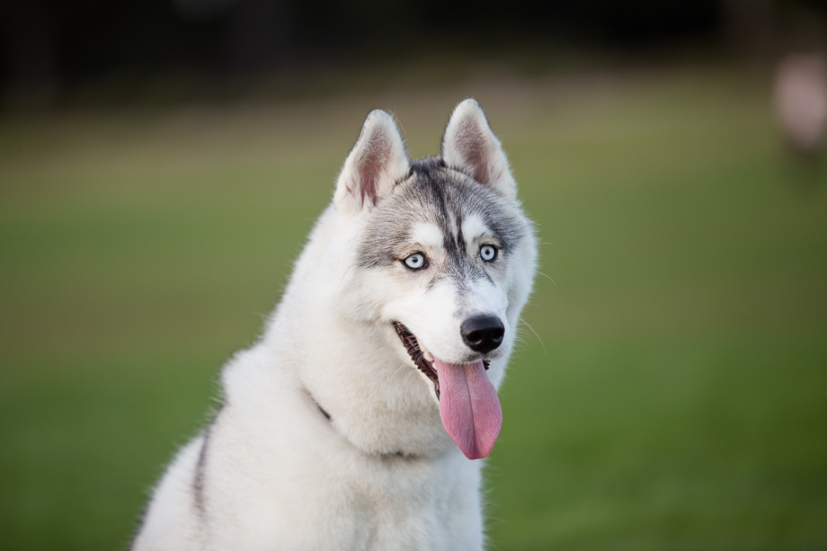 Pet portrait at the Stanford Oval in Palo Alto