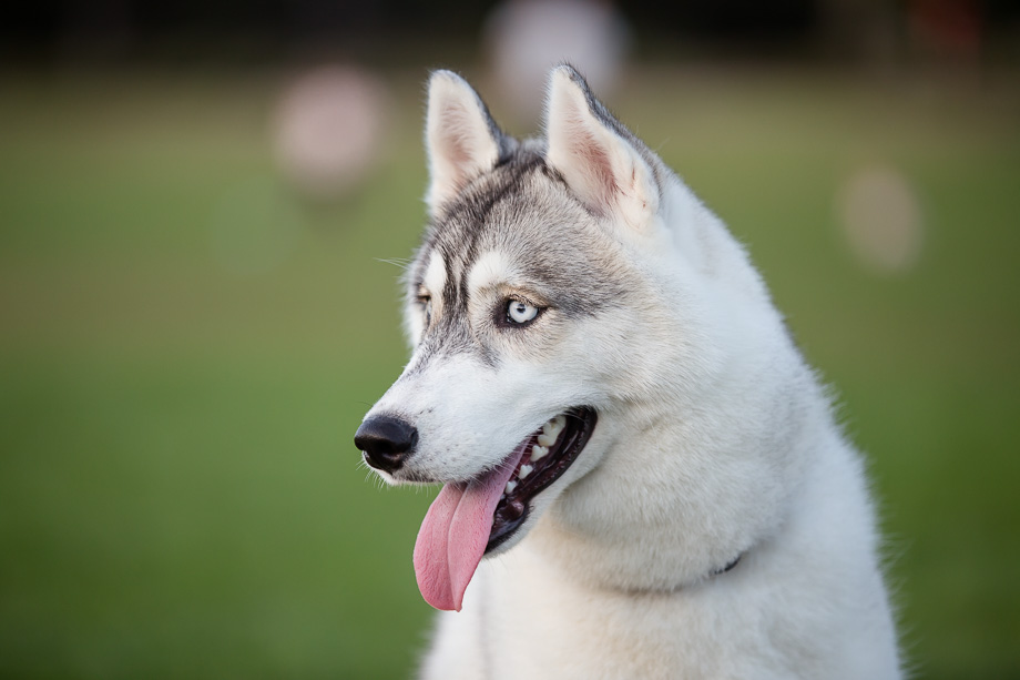beautiful blue eyed husky