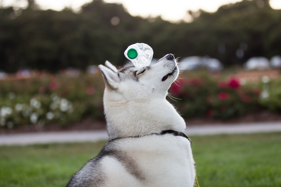 Husky playing with a water bottle