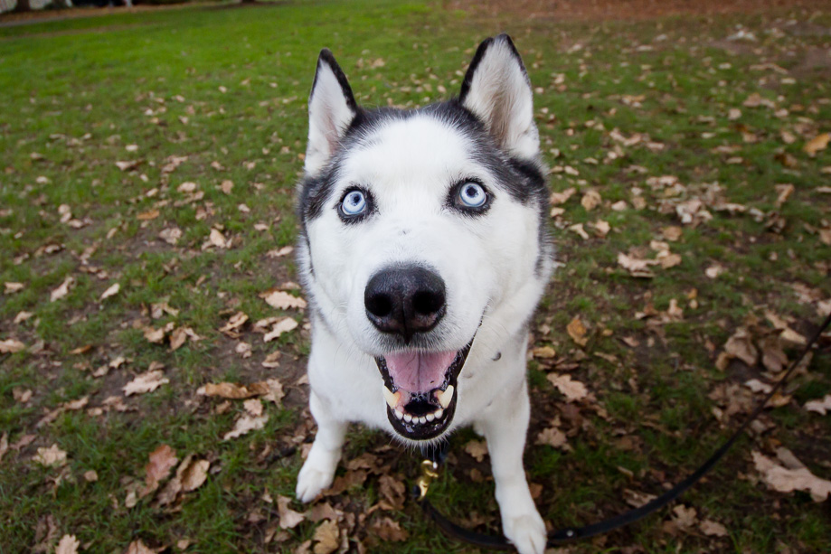 Big eyed Husky looking at the camera!