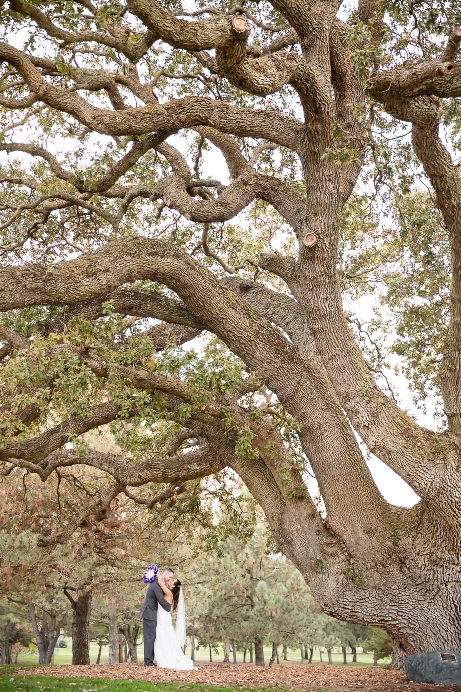 Beautiful couple kissing under the magical giant oak tree at sunset at the Boundary Oak Golf Club