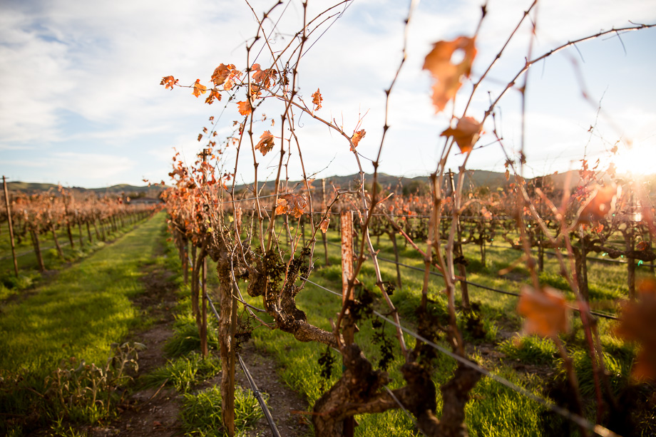 Vineyards at Casa Real at Ruby Hill Winery