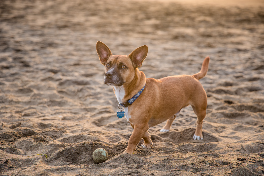 Tank the dog is looking sharp