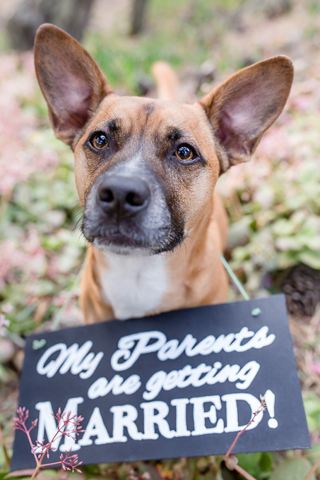 funny save the date photo - a DIY sign that says my parents are getting married