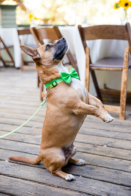puppy ring bearer with a green bowtie