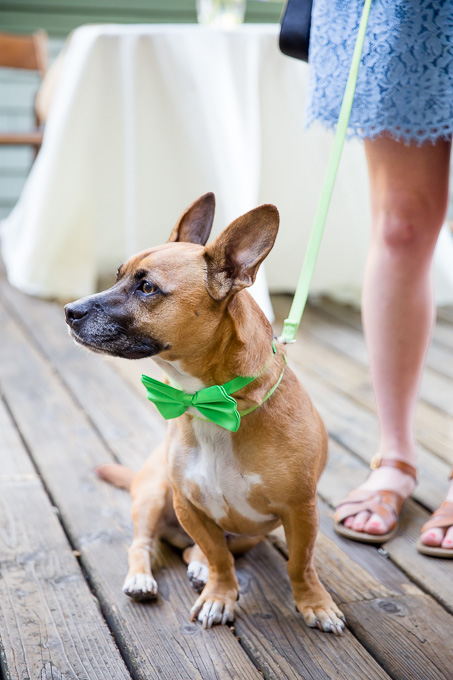 best dog aka ring bearer