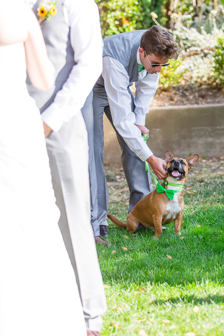 puppy wants attention during wedding ceremony