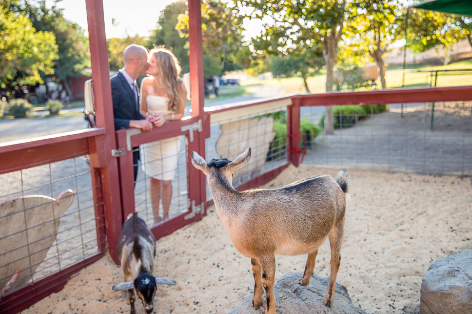 adorable goat at coyote ranch - san jose wedding photographer