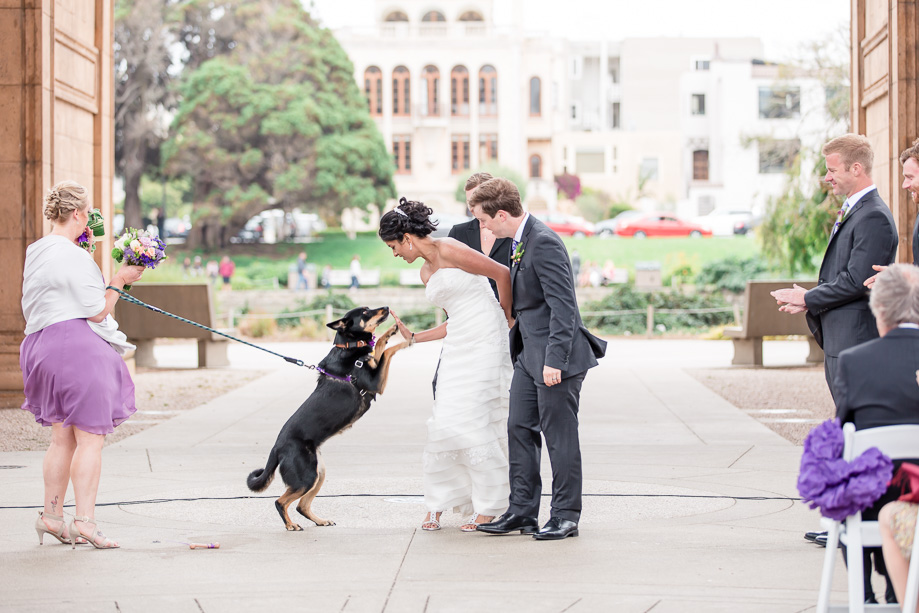 doggie ring bearer high-five with the bride
