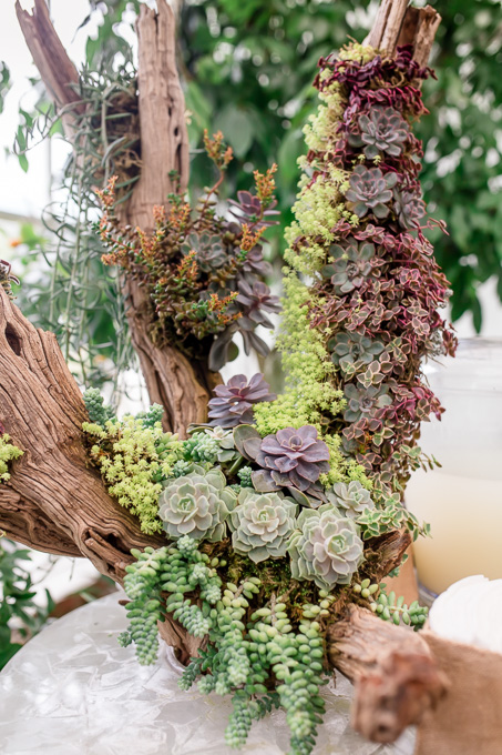pretty succulents by the bar