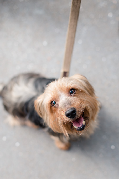 yorkie puppy portrait