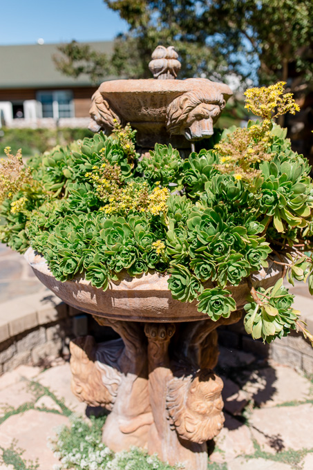succulents at the winery garden